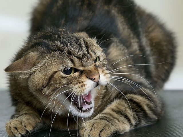 Как распознать бешеных животных и защититься от них: советы экспертов