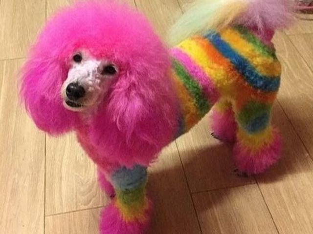 Спа-салоны для домашних питомцев: чем вреден чрезмерный уход?