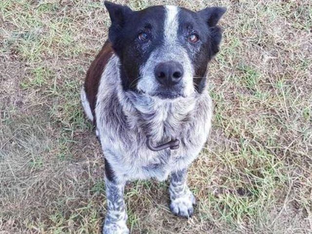 В Австралии старый пес помог спасти потерявшуюся девочку