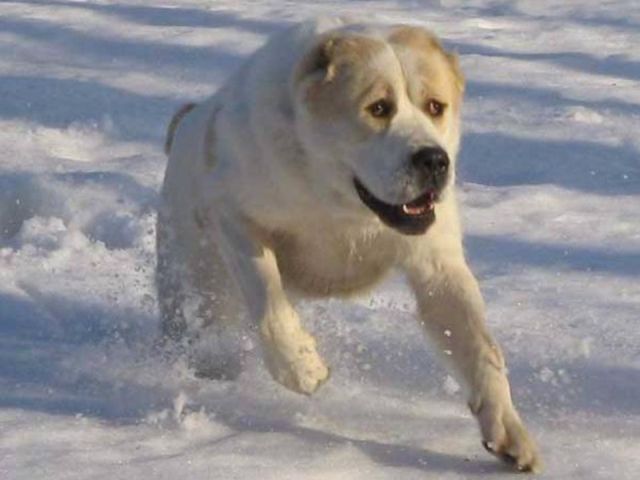 В селе Санжейка Одесской области две среднеазиатские овчарки набросились на 71-летнюю женщину.