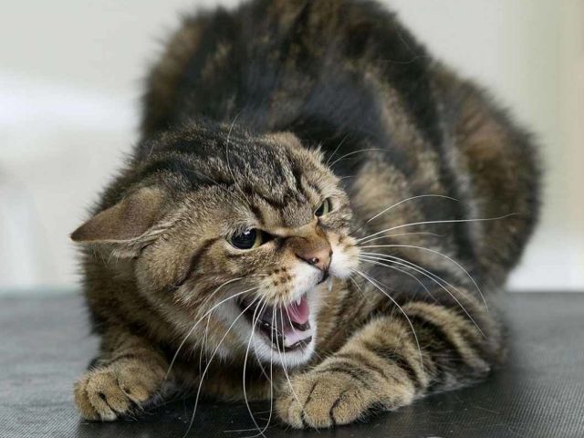 Во Фрунзенском районе диагностировано бешенство у домашней кошки