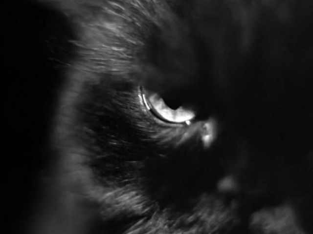 Под Харьковом бешеный кот покусал троих человек