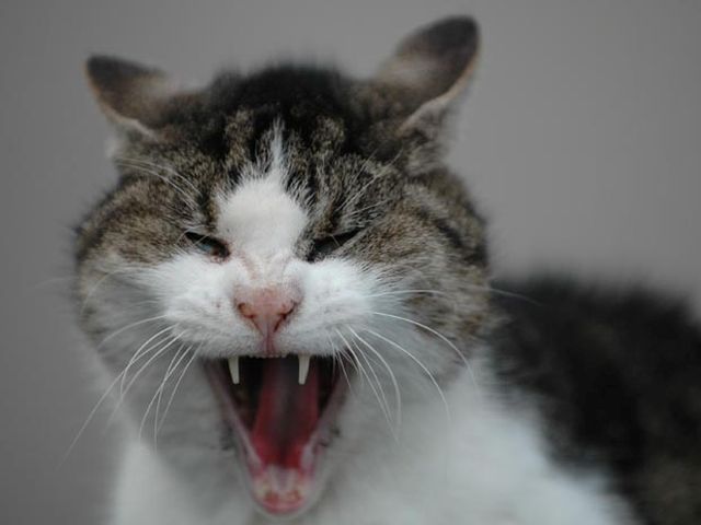 В части Основянского района введен карантин из-за бешенства кошки