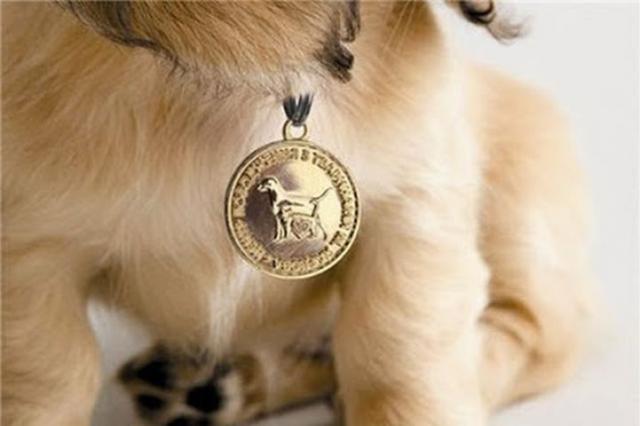 Владельцев домашних животных обяжут регистрировать своих питомцев