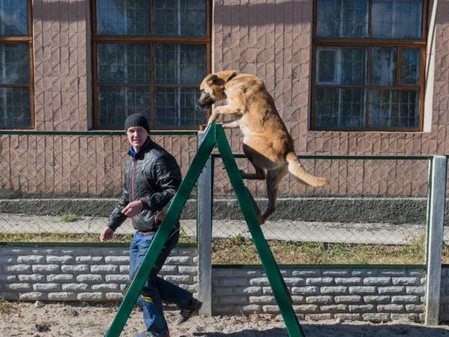 Занятия кинолога с собаками приюта стали регулярными