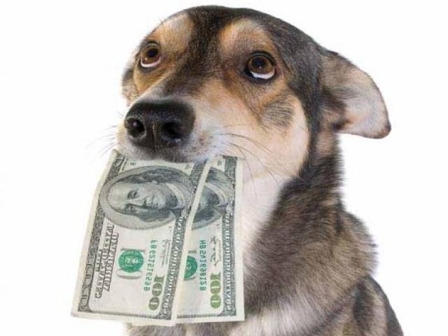 Поступили средства на пристройство первых двух животных из приюта