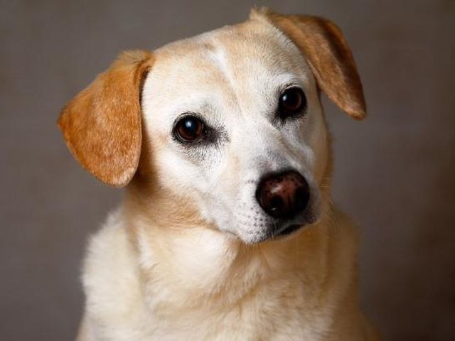 Жительница Запорожья выбросила щенка из окна многоэтажки