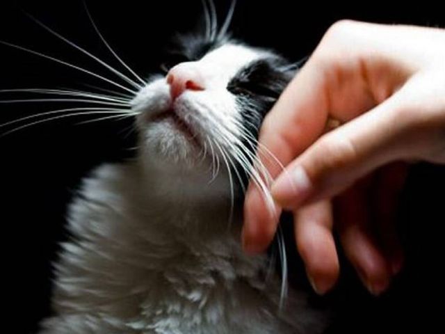 Как правильно гладить кошку