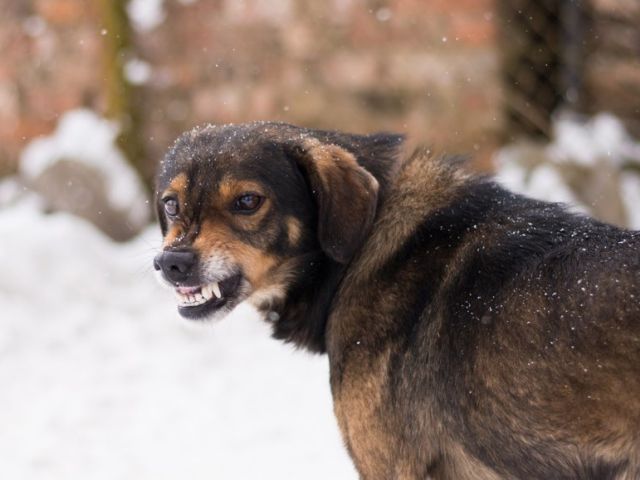 В РФ бродячие собаки насмерть загрызли жителя Подмосковья