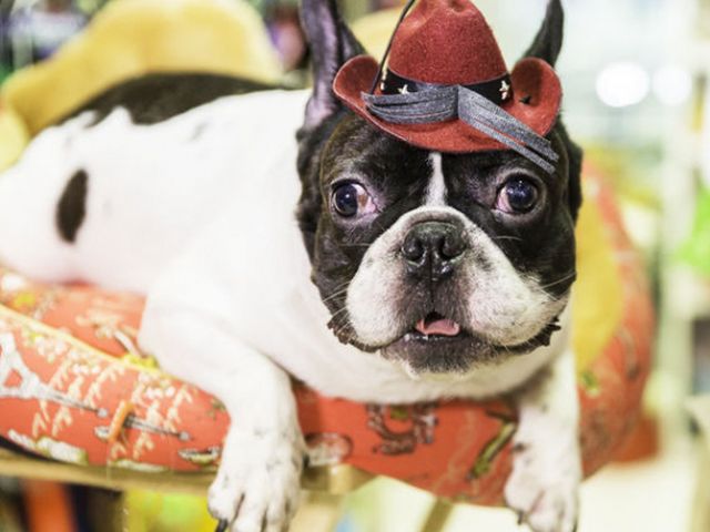 В Ванкувере введен запрет на продажу домашних животных