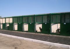 Відлов безпритульних бродячих собак