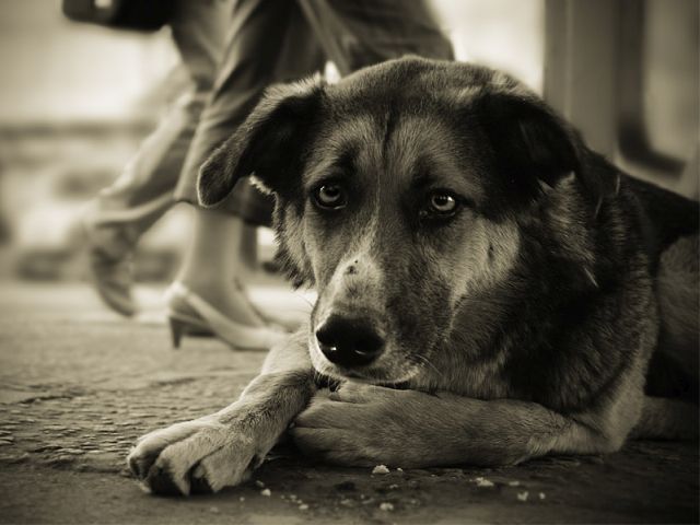 За издевательства над животными районный суд г.Харькова вынес решение о штрафе и конфискации животных