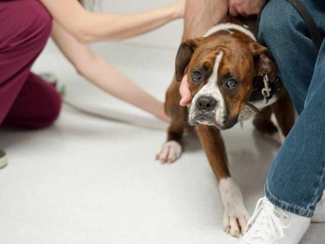 Коррекция поведения собак Харьков