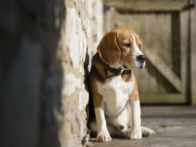 как теряются собаки