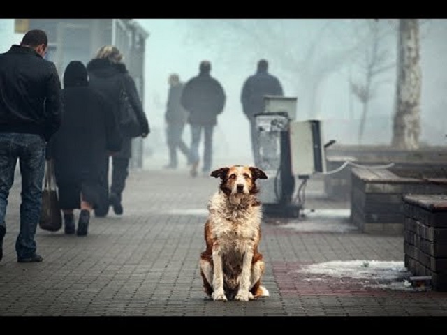 Миллионы псу под хвост