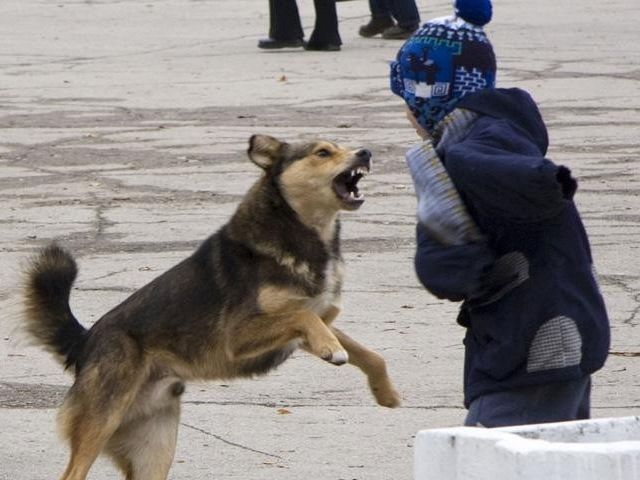 СМИ собрали хронику нападений собак на жителей Николаева за семь лет