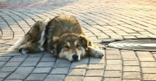 Коммунальные службы города реагируют на жалобы харьковчан по поводу ненадлежащих условий содержания домашних животных