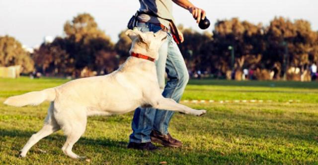 В Харькове установят еще пять площадок для выгула собак и автоматы с дог-пакетами