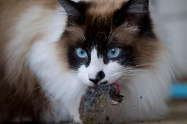 Киев направит 4,2 млн грн на помощь трем приютам для животных