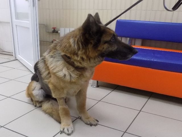 Новообразования (опухоли) яичников: заболеваемость и факторы риска