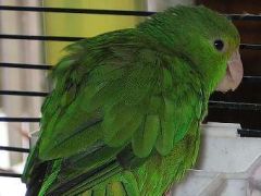 Выяснили природу имен попугаев