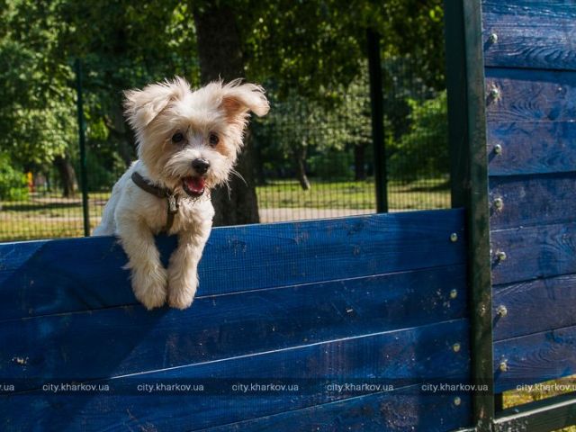 У Холодногірському районі з'явився перший майданчик для вигулу собак
