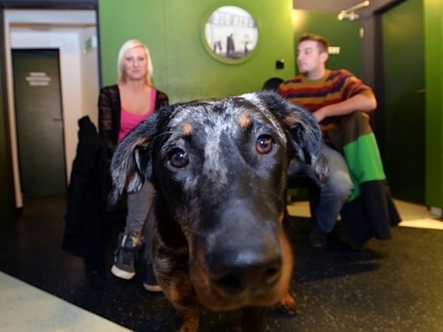 Создание правил для своей собаки