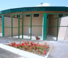 Відлов безпритульних бродячих собак