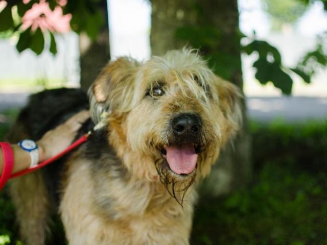 Во Львове объявлено о начале кампании по выявлению не зарегистрированных в местном муниципалитете домашних животных