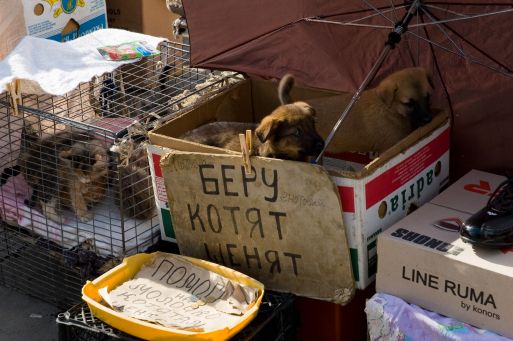 коробочники