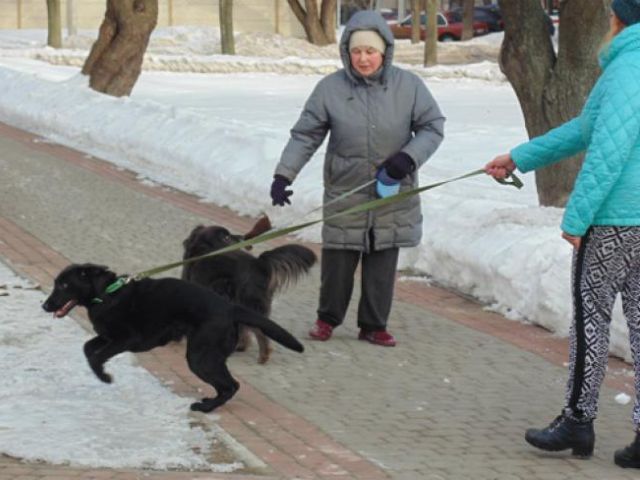 «Сквер для собак или для людей?»