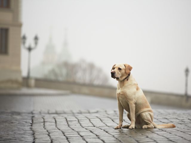 Создана "Служба поиска пропавших животных КП "Центр обращения с животными"