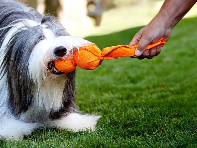 Команда «ДАЙ»