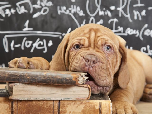 дрессировка собак