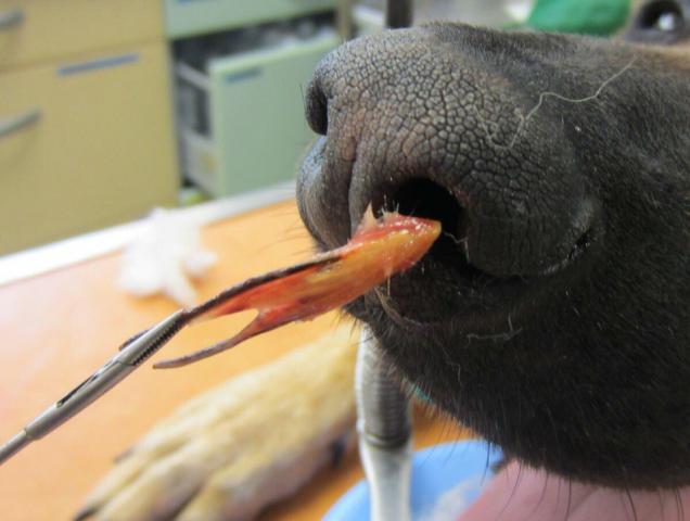 Осторожно, устюг!