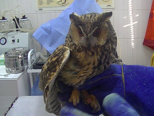 Странная гостья заставила водителя грузовика остановиться посреди трассы