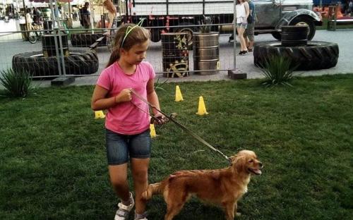 Собаки приюта КП "Центр обращения с животными" приняли участие в "Семейном вечере" Арт - завода "Механика"
