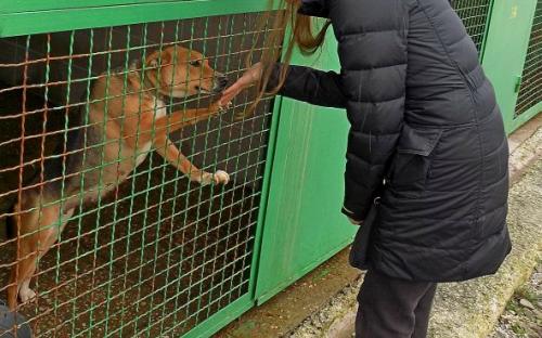 Провели День рождения в Центре обращения с животными.