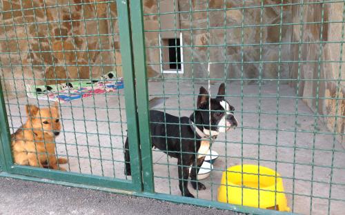 Харьковский приют для бездомных животных