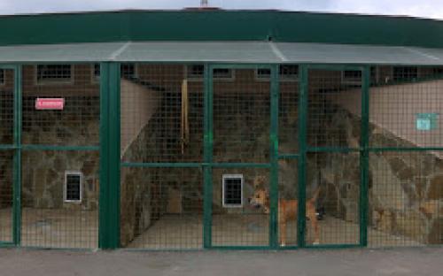 Акция “Гостиница для животных на весенние выходные: 4+1”