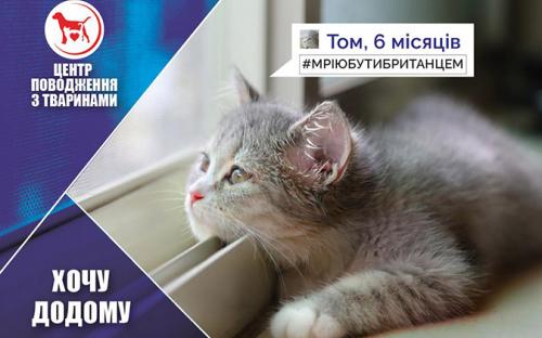 КП "Центр обращения с животными" - реклама животных приюта к новогодним праздникам