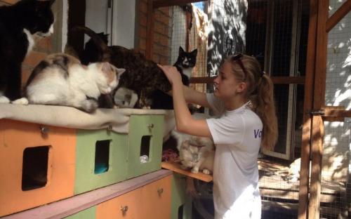 Обращение к зоозащитным организациям! Решением суда прекращена деятельность незаконного приюта для собак