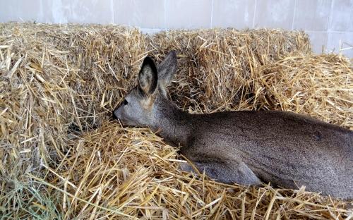 Необычный пациент