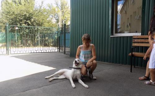 Статистика КП "Центр обращения с животными" количества пристроенных за летние месяцы животных