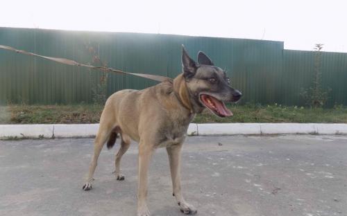 21 сентября 2018 г. исполнительная служба конфисковала собаку, покусавшую двух детей