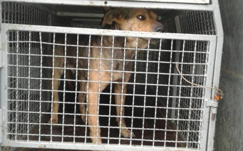 Собака, обитающая на территории гаражного кооператива, покусала ребенка