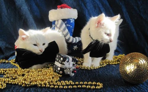 Акция КП "Центр обращения с животными" "В Новый год - новый кот!"