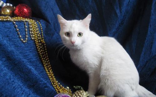 Акция КП "Центр обращения с животными" "В Новый год - новый кот!"