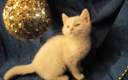 Акция КП "Центр обращения с животными" "В Новый год - новый кот!"