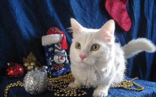 Акция КП "Центр обращения с животными" "В Новый год - новый кот!"